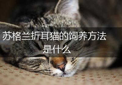 苏格兰折耳猫的饲养方法是什么