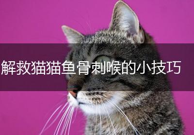 解救猫猫鱼骨刺喉的小技巧