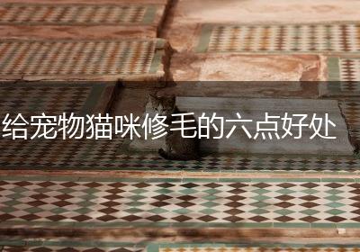 给宠物猫咪修毛的六点好处