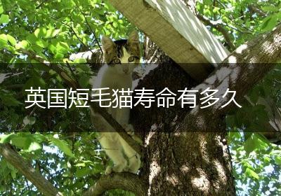 英国短毛猫寿命有多久