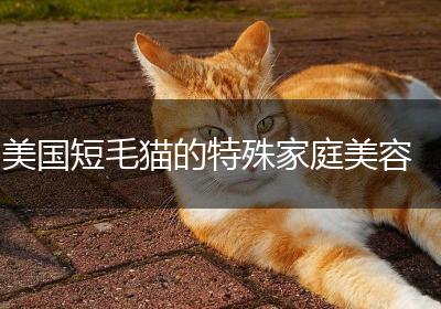 美国短毛猫的特殊家庭美容