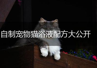 自制宠物猫浴液配方大公开