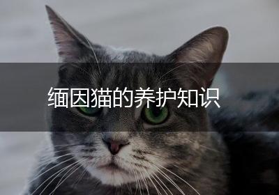 缅因猫的养护知识