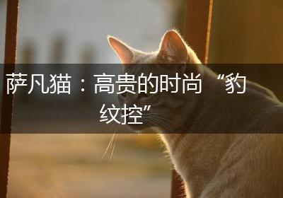 萨凡猫：高贵的时尚“豹纹控”