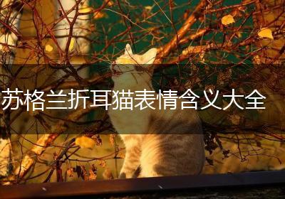 苏格兰折耳猫表情含义大全