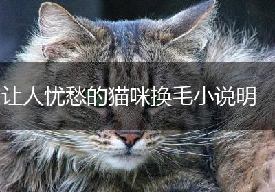让人忧愁的猫咪换毛小说明
