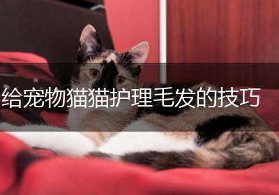 给宠物猫猫护理毛发的技巧