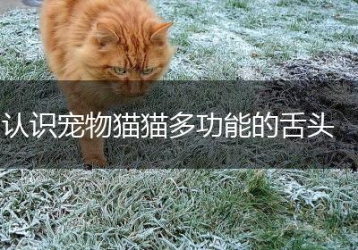认识宠物猫猫多功能的舌头