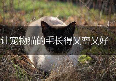 让宠物猫的毛长得又密又好