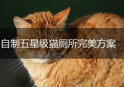 自制五星级猫厕所完美方案