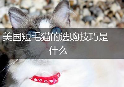 美国短毛猫的选购技巧是什么