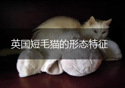 英国短毛猫的形态特征