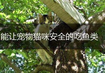 能让宠物猫咪安全的吃鱼类