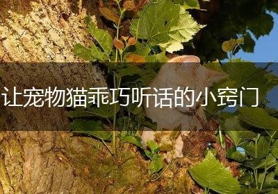 让宠物猫乖巧听话的小窍门