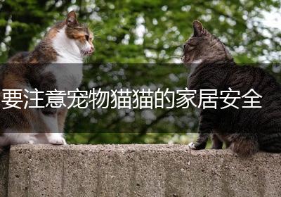 要注意宠物猫猫的家居安全
