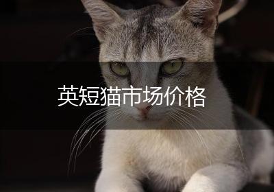 英短猫市场价格