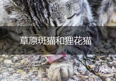 草原斑猫和狸花猫