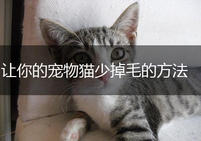 让你的宠物猫少掉毛的方法