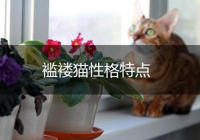 褴褛猫性格特点