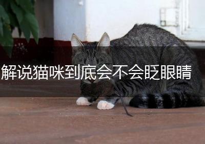 解说猫咪到底会不会眨眼睛