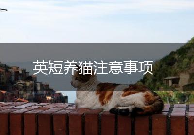 英短养猫注意事项