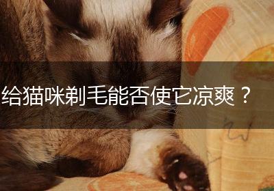 给猫咪剃毛能否使它凉爽？