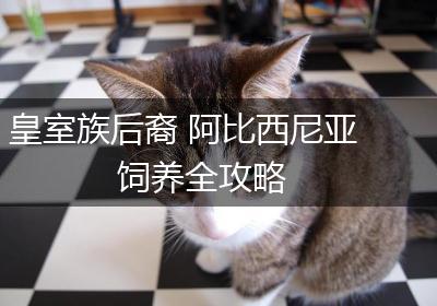 皇室族后裔 阿比西尼亚饲养全攻略