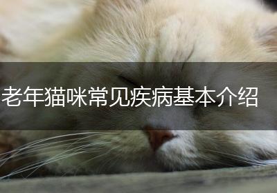 老年猫咪常见疾病基本介绍