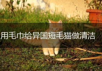用毛巾给异国短毛猫做清洁