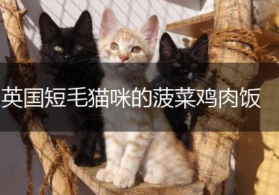 英国短毛猫咪的菠菜鸡肉饭