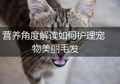 营养角度解读如何护理宠物美丽毛发