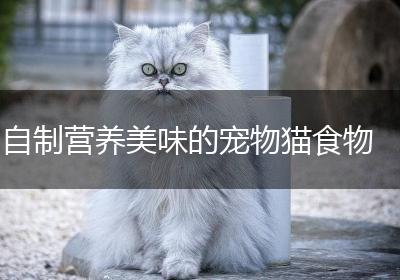 自制营养美味的宠物猫食物