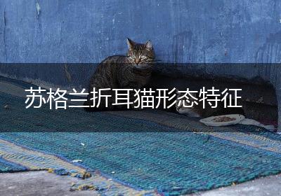 苏格兰折耳猫形态特征