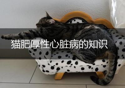 猫肥厚性心脏病的知识
