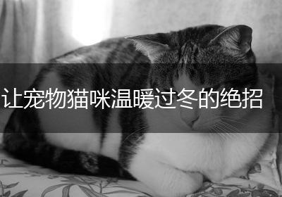 让宠物猫咪温暖过冬的绝招