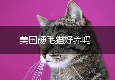 美国硬毛猫好养吗