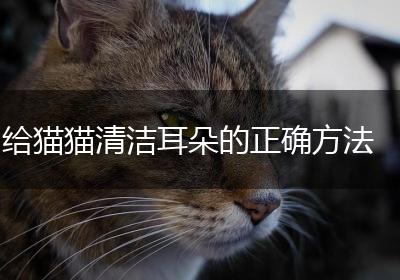 给猫猫清洁耳朵的正确方法