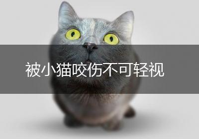 被小猫咬伤不可轻视