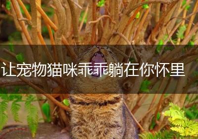 让宠物猫咪乖乖躺在你怀里