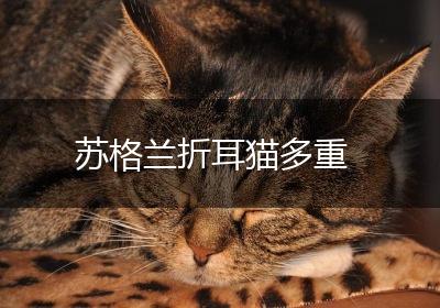苏格兰折耳猫多重