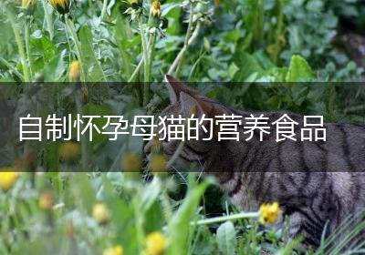 自制怀孕母猫的营养食品