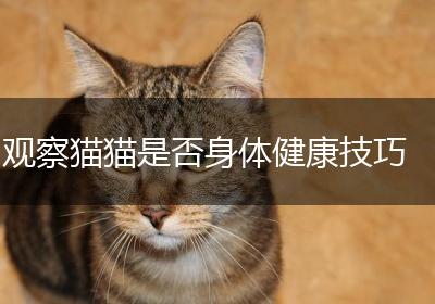 观察猫猫是否身体健康技巧