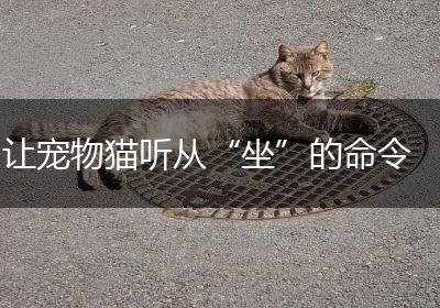 让宠物猫听从“坐”的命令