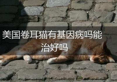 美国卷耳猫有基因病吗能治好吗