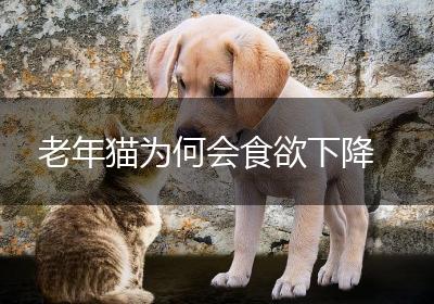 老年猫为何会食欲下降