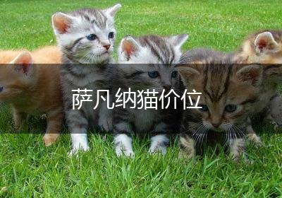 萨凡纳猫价位