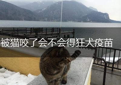 被猫咬了会不会得狂犬疫苗