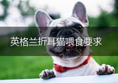 英格兰折耳猫喂食要求