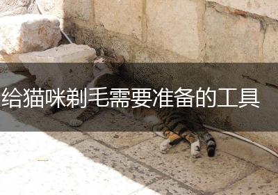 给猫咪剃毛需要准备的工具