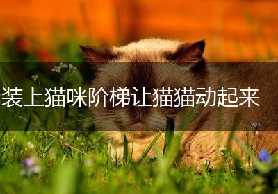 装上猫咪阶梯让猫猫动起来